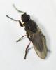 Ischiolepta sp.